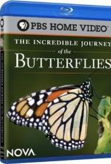 【3D原盘】帝王蝶的神奇之旅 The Incredible Journey Of The Monarch Butterflies