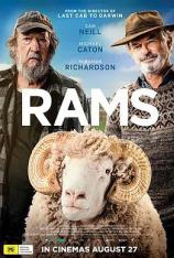 公羊 Rams