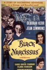 黑水仙 Black Narcissus