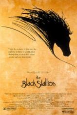 黑神驹 The Black Stallion