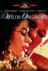 野兰花 Wild Orchid