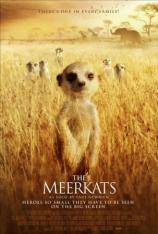 蒙哥 The Meerkats