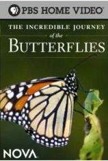 【左右半宽】蝴蝶的神奇之旅 PBS Nova The Incredible Journey of the Butterflies