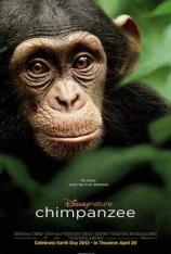 黑猩猩 Chimpanzee