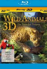 【左右半宽】热带野生动物 Wild Animals