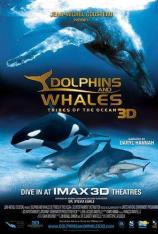 【左右半宽】海豚与鲸鱼 Dolphins and Whales 3D: Tribes of the Ocean