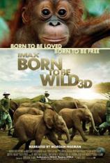 IMAX：回归野性 Born to Be Wild