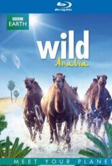 BBC：野性阿拉伯 Wild Arabia