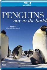 BBC：窥视企鹅 Penguins Spy In The Huddle