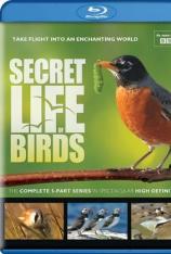 鸟类的秘密生活 "The Secret Life of Birds"