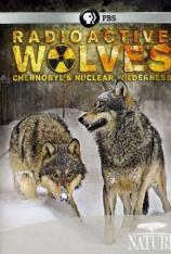 自然系列纪录片：核辐射下的狼群 PBS.Nature.Radioactive.Wolves
