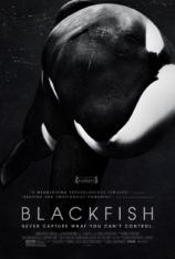 黑鲸鱼 Blackfish