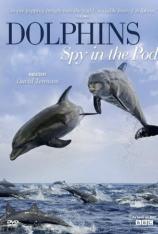 BBC：卧底海豚帮 Dolphins - Spy in the Pod