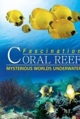 【左右半宽】魅力珊瑚礁3D：水下神秘世界 Fascination Coral Reef: Mysterious Worlds Underwater